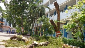 Cây xanh không có lỗi
