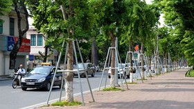 Chăm sóc cây xanh phát triển an toàn