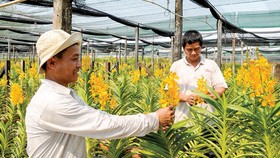 Sản phẩm nông nghiệp chủ lực khó tìm đầu ra