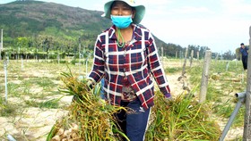 Thách thức bảo vệ thương hiệu tỏi Lý Sơn