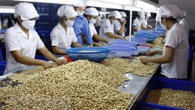 Hiệp định EVFTA: Cơ hội xuất khẩu tỷ USD cho hạt điều
