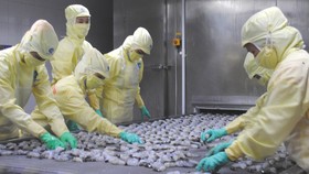 Cà Mau: Xuất khẩu tôm giảm mạnh, tồn kho khoảng 20.000 tấn hàng
