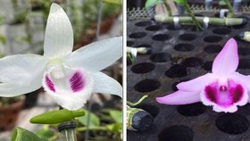 Giao dịch “khủng” về lan đột biến, có đáng tin?