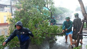 Dọn dẹp cây ngã đổ trên đường Trưng Nữ Vương, quận Hải Châu, TP Đà Nẵng. Ảnh: DƯƠNG QUANG