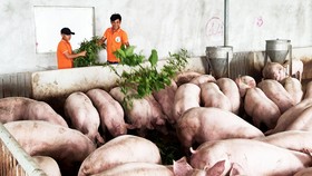 Nuôi heo bằng... thảo mộc