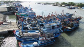 Chuyển biến tích cực trong thực thi gỡ “thẻ vàng” cho ngành thủy sản