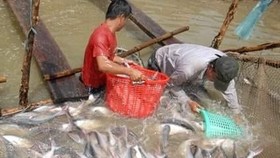 Cần tạo giá trị đặc biệt hơn để tạo thương hiệu cho cá tra Việt - Ảnh: VGP/Đỗ Hương