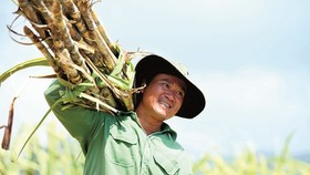 Không bao cấp cho ngành mía đường