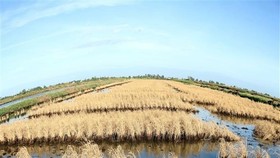 Xâm nhập mặn ở Đồng bằng sông Cửu Long đang tăng trở lại. (Nguồn ảnh: TTXVN)