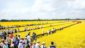 Thời điểm này phải tính toán linh hoạt trong việc xuất khẩu gạo.