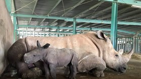 Vinpearl Safari chào đón tê giác thứ 3 chào đời