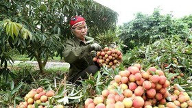 Thu hoạch vải thiều Thanh Hà, Hải Dương. (Ảnh: Vũ Sinh/TTXVN)