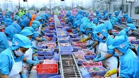 Chế biến cá tra xuất khẩu. (Ảnh minh họa: Vũ Sinh/TTXVN)