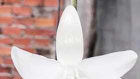 Nhánh lan đột biến gen ở Bình Phước có giá giao dịch 1 tỷ đồng