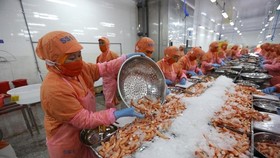 Chế biến tôm đông lạnh xuất khẩu tại Công ty TNHH Thông Thuận, Khu công nghiệp Thành Hải (Ninh Thuận). (Ảnh: Danh Lam/TTXVN)
