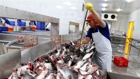 Chế biến cá tra xuất khẩu. (Ảnh: Vũ Sinh/TTXVN)
