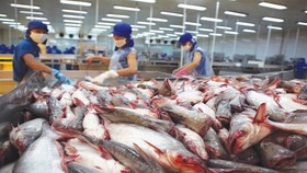 Sau dịch Covid-19, doanh nghiệp xuất khẩu cá tra kỳ vọng nhiều vào EVFTA. (Ảnh minh họa: KT)