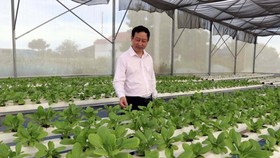 Nhiều hợp tác xã đầu tư phát triển trồng rau màu theo hướng hữu cơ thủy sinh. (Ảnh: Công Thử/TTXVN)