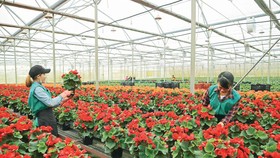 Trồng hoa tại một doanh nghiệp ở Đà Lạt, tỉnh Lâm Đồng.