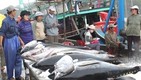 Gỡ thẻ vàng IUU: 3 năm vẫn ‘mong manh’
