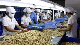 Việt Nam giữ vững ngôi đầu thế giới về chế biến và xuất khẩu điều