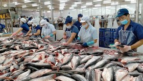 Vasep: DN tránh nôn nóng chào giá cá tra thấp sang Trung Quốc