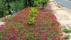 Nhìn hình ảnh này, khó ai có thể nghĩ rằng, nơi đây từng là bãi rác tự phát đầy ô nhiễm.
