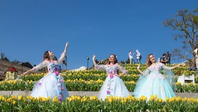 Thiên đường tulip hay điểm đến lý tưởng cho ngày Valentine và 8-3