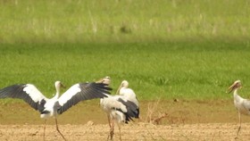 Chim giang sen quý hiếm tìm về Khu bảo tồn thiên nhiên văn hóa Đồng Nai