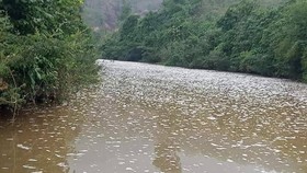 Cá, tôm chết bất thường trên sông Quyền