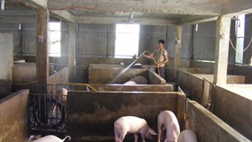 Tỉnh Thanh Hóa đang thực hiện việc tái đàn heo nhanh sau dịch tả heo châu Phi