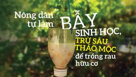 Nông dân tự làm bẫy sinh học, trừ sâu thảo mộc để trồng rau hữu cơ