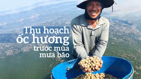 Thu hoạch ốc hương trước mùa mưa bão