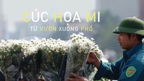 Cúc Họa mi từ vườn xuống phố