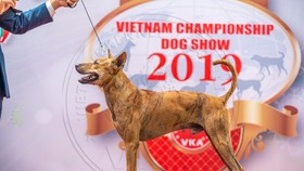 Hình ảnh chó xoáy Phú Quốc tại cuộc thi năm 2019.