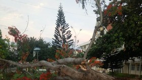 Đắk Lắk: Phượng cổ thụ bật gốc giữa sân trường