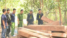 Bắt nguyên giám đốc công ty lâm nghiệp để mất rừng