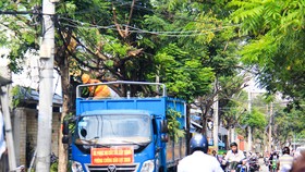 Cây xanh trên đường Nguyễn Phan Vinh (quận Sơn Trà, TP Đà Nẵng ) được cắt tỉa trước khi cơn bão số 9 đổ bộ