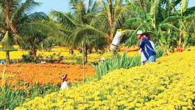Vào mùa hoa kiểng tết