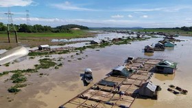 Quản lý, sắp xếp ổn định vùng nuôi cá bè trên hồ Trị An