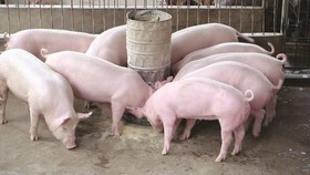 Đồng Nai đẩy mạnh tái đàn heo