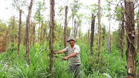 Người trồng tiêu huyện Bù Đốp (Bình Phước) điêu đứng vì giá cả xuống thấp kéo dài