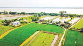 Ngọt ngào Cồn Chim!