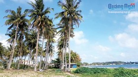 40 năm trồng dừa gây quỹ tình thương