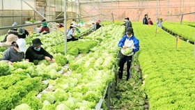 Hoạt động sản xuất, tiêu thụ nông sản ở Đà Lạt dần hồi phục
