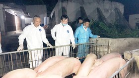 Hỗ trợ nông dân tái đàn để giảm giá heo