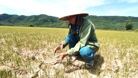 Nhiều diện tích lúa ở Quảng Bình chết cháy. Ảnh: MINH PHONG