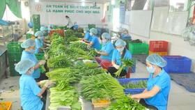 Chế biến rau phục vụ xuất khẩu và tiêu dùng trong nước tại HTX Phước An, huyện Bình Chánh, TPHCM. Ảnh: CAO THĂNG