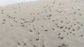 Khuyến cáo người dân hạn chế ăn ốc trôi dạt vào bờ biển