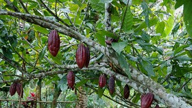 Phát triển ca cao chất lượng cao ở Bà Rịa - Vũng Tàu